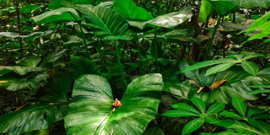 Xanthosoma sagittifolium doğal ışık titreşimleriyle bahçelerde gelişir. Xanthosoma sagittifolium bitkisi lezzetli bir yemeğe dönüştürülebilir.