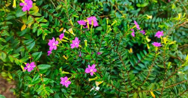 Parkta küçük pembe ve mor çiçeklere 