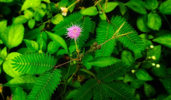 Beautiful Pink Flower Green Leaves Garden — Stock Photo, Image