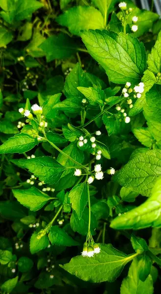 Красивые Белые Цветы Зеленые Листья Саду — стоковое фото