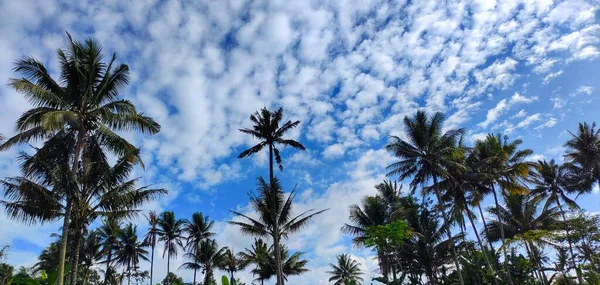 several Cocos nucifera in the rice fields, seen lined up against a very beautiful background of blue sky and white clouds