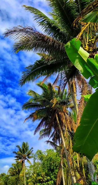 Cocos nucifera or coconut trees growing in the rice fields form beautiful patterns and views against the background of blue sky and wispy clouds