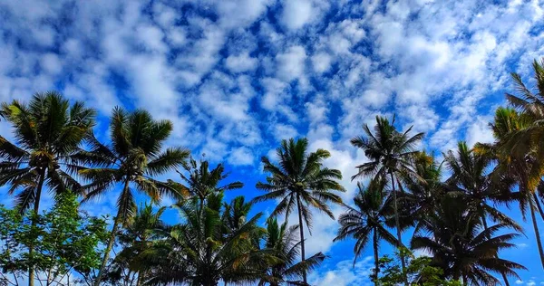 Cocos nucifera or coconut trees growing in the rice fields form beautiful patterns and views against the background of blue sky and wispy clouds
