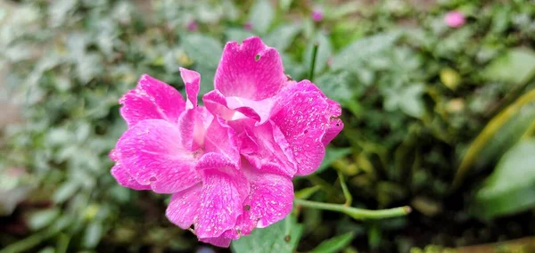 Πορτρέτο Ενός Ροζ Τριαντάφυλλου Τριαντάφυλλο Λουλούδι Ανθίζει Στο Σπίτι Αυλή — Φωτογραφία Αρχείου