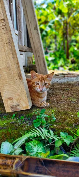 Porträt Einer Katze Die Sich Vor Dem Haus Entspannt — Stockfoto