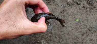 Loricariidae tutan adam, bu balıklar genellikle yosunlu akvaryumları temizlemek için kullanılır..