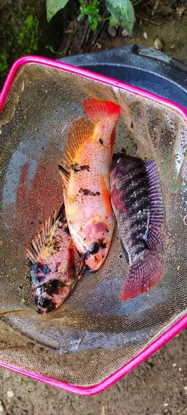 틸라피아 물고기 라틴어 이름으로 알려진 Oreochromis Niloticus는 그물에 준비가되어 있습니다 — 스톡 사진