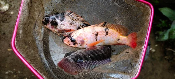 틸라피아 물고기 라틴어 이름으로 알려진 Oreochromis Niloticus는 그물에 준비가되어 있습니다 — 스톡 사진