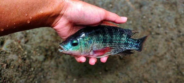 Man Holds Oreochromis Tilapia Fish Has Just Been Taken Fish — Stock Photo, Image