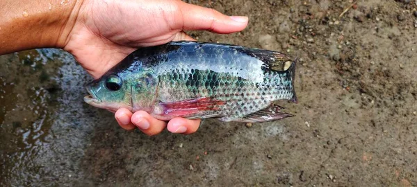 Man Som Håller Tilapia Fisk Som Just Har Tagits Från — Stockfoto