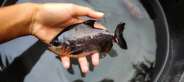Balık Havuzundan Yeni Alınmış Taze Siyah Pomfret Balığı Tutan Adam — Stok fotoğraf