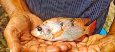 Man Holding Oreochromis niloticus fish or red tilapia. Fresh Oreochromis niloticus is quite large and ready to be marketed
