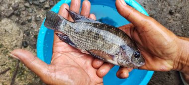 Man Holding Oreochromis niloticus fish or tilapia. Fresh Oreochromis niloticus is quite large and ready to be marketed