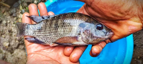 Mens Heeft Een Tilapia Vis Oreochromis Mossambicus Die Net Uit — Stockfoto