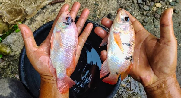 Man Holding Two Tilapia Fish Oreochromis Niloticus Just Taken Pond — Stock Photo, Image