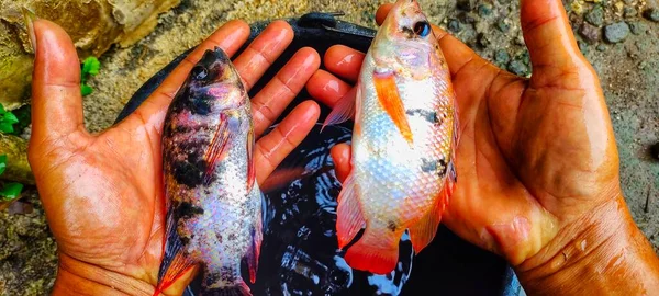 Man Holding Two Nila Tilapia Fish Just Taken Pond Ready — Stock Photo, Image