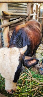 Oldukça büyük bir ineğin portresi, Kurban olarak kullanılmaya hazır, Kurban Bayramı 'nda..
