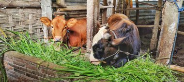 Hayvan ağılında yeşil ot yiyen oldukça büyük iki inek..