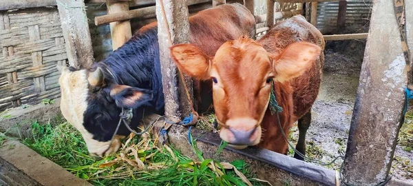 Hayvan muhafazasında oldukça büyük olan iki ineğin portresi..