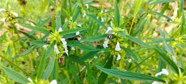 Löka aspera bitkisinin seçici odak noktası veya uzunluğu veya plengan lamiaceae ailesine aittir ve Endonezya 'da yaygın olarak kullanılan bir tıbbi bitkidir..