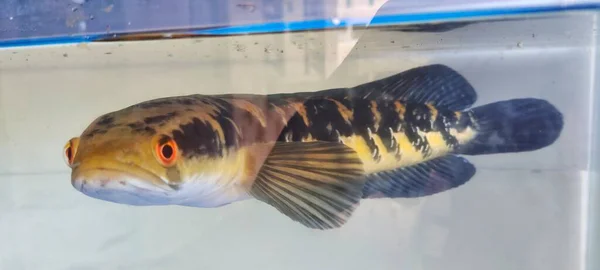 수족관에있는 Chana 물고기 Channa 물고기는 머리의 때문에 일컬어 황제로 알려져 — 스톡 사진