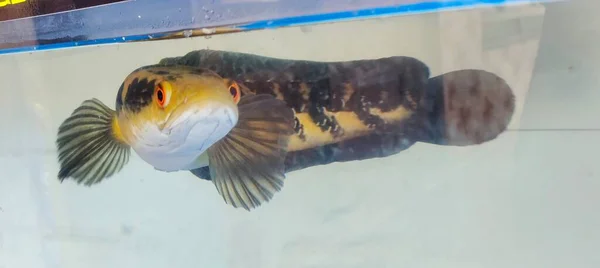 Chana Ψάρια Στο Ενυδρείο Ψάρι Channa Είναι Γνωστό Αυτοκράτορας Φιδοκέφαλος — Φωτογραφία Αρχείου