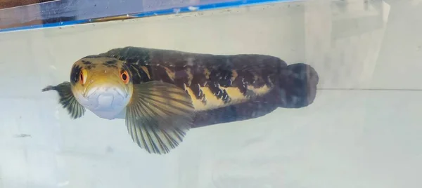 水族館のチャナ魚 チャンナ魚は蛇の形に似ているヘビの頭の形のために蛇のヘッド皇帝として知られています — ストック写真