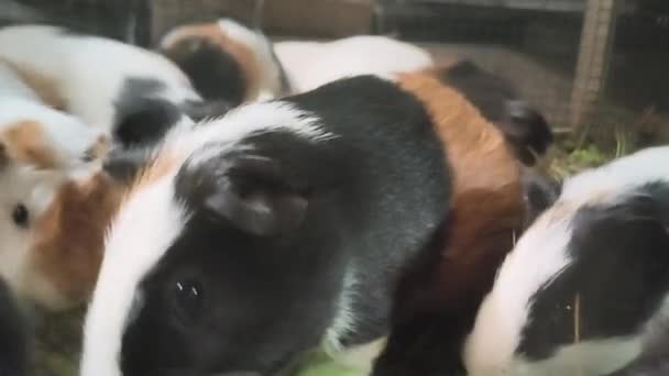 Çiftlikte Otla Beslenen Bir Grup Kobay Evcil Hayvan Yetiştiriciliği Satışı — Stok video
