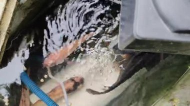 Küçük Asya balık havuzundaki balıkları besleme görüntüsü. Tilapia balığı veya mujair balığı çok azimli ve yüksek besleyici içerikleri nedeniyle Asyalılar tarafından sık sık tüketilen su hayvanlarıdır..