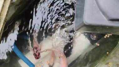 Küçük Asya balık havuzundaki balıkları besleme görüntüsü. Tilapia balığı veya mujair balığı çok azimli ve yüksek besleyici içerikleri nedeniyle Asyalılar tarafından sık sık tüketilen su hayvanlarıdır..