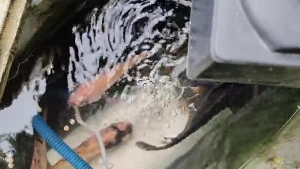 Záběry Krmení Ryb Malém Rybníčku Asijských Ryb Tilapia Ryby Nebo — Stock video