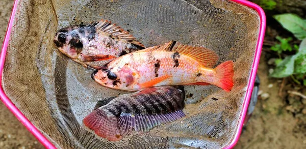 Tilapia Fisch Oder Oreochromis Mossambicus Der Gerade Aus Dem Fischteich — Stockfoto
