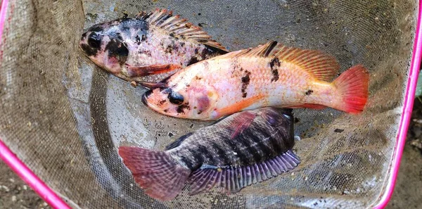 Tilapia Vis Oreochromis Mossambicus Die Net Uit Visvijver Gehaald — Stockfoto