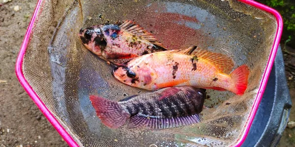 Tilapia Fisch Oder Oreochromis Mossambicus Der Gerade Aus Dem Fischteich — Stockfoto