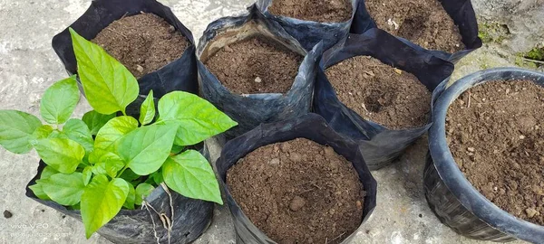 Plantation Graines Légumes Chili Dans Sac Plastique Noir Vue Grand — Photo