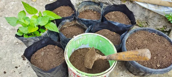 Trädgårdsskötsel Grönsaker Plantering Chilifrön Plats — Stockfoto