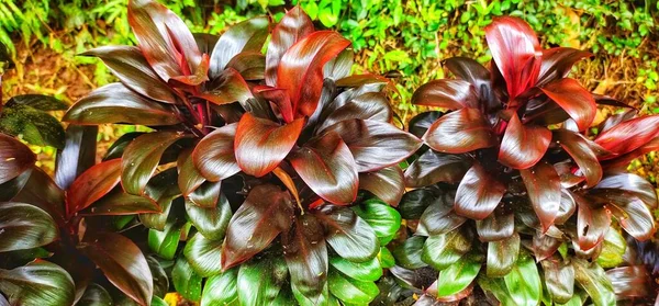 Cordyline Fruticosa Een Tropische Plant Met Kleine Blaadjes Mooi Blad — Stockfoto