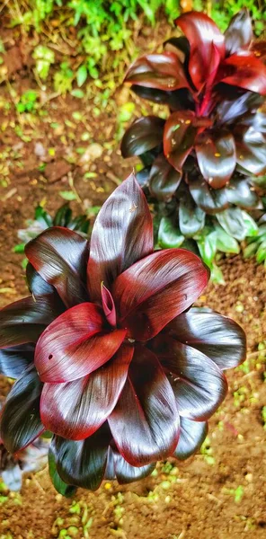 ハノイの葉 コルディリンフルティコサ の肖像画は 美しい形状と赤みがかった紫色のため 自宅で観賞植物として使用されることが多い — ストック写真