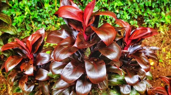 Hanjuang Andong Cordyline Fruticosa Heeft Prachtige Bladvormen Een Roodachtige Paarse — Stockfoto