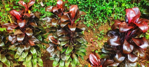 Cordyline Fruticosa Tiene Hojas Pequeñas Alargadas Hermosos Colores Hojas Que —  Fotos de Stock