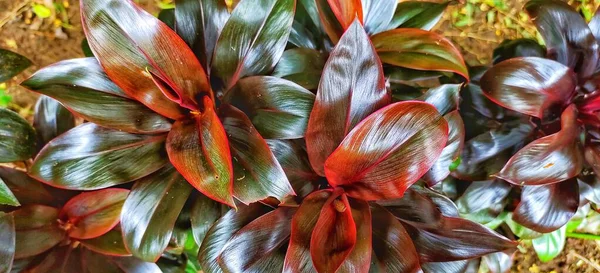 Vista Superior Hanjuang Andong Cordyline Fruticosa Tiene Hermosas Formas Hojas —  Fotos de Stock
