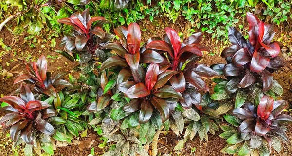 コルディリンフルティコサは緑 赤から及ぶ小さく 細長い葉と美しい葉の色を持っています — ストック写真