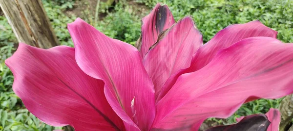 Ornamental Plants Thrive Tropical Gardens Called Hanjuang Cordyline Fruticosa Latin — Stock Photo, Image