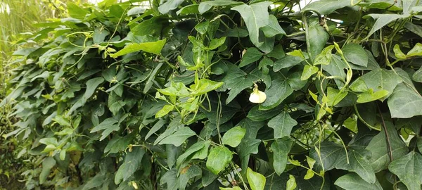 Plante Vigna Unguiculata Pousse Abondamment Dans Les Champs Des Agriculteurs — Photo