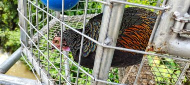 Phasianus colchicus torquatus 'un portresi ya da hayvan parkındaki demir bir kafeste 
