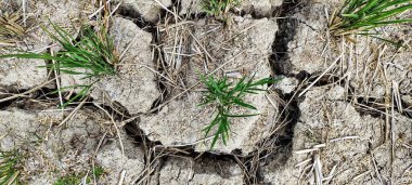 El Nino, Endonezya 'da uzun süren kuraklığa neden oldu..