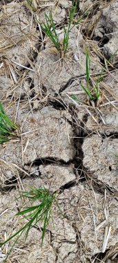 El Nino, Endonezya ve Güneydoğu Asya 'da uzun süren kuraklığa yol açtı..