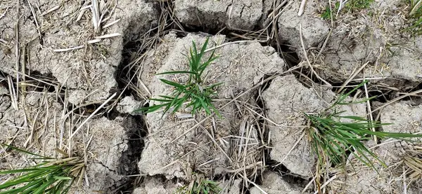 El Nino, Endonezya 'da uzun süren kuraklığa neden oldu..