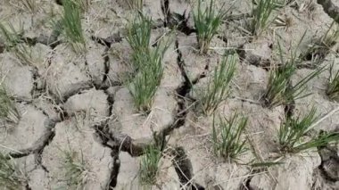 El Nino 'nun etkileri pirinç tarlalarını kurutuyor ve çatlatıyor.
