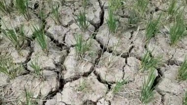 El Nino 'nun etkileri pirinç tarlalarını kurutuyor ve çatlatıyor.
